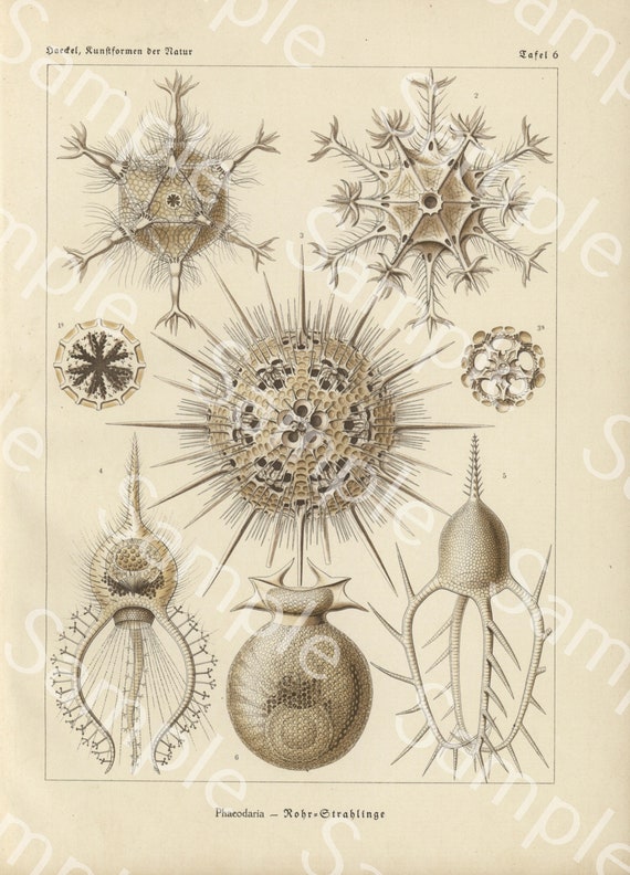 Gorgeous lithograph print from Art Forms of Nature by Ernst Haeckel