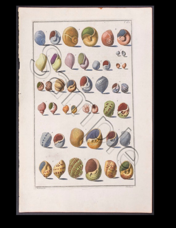 Circa 1742 Antique Hand-Colored Engraving  Print Abalone  SEA SHELLS Natural History Large folio size