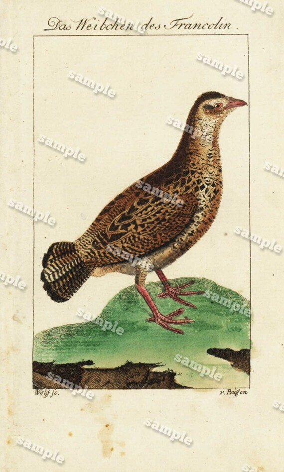 Antique Natural History Hand Colored Engraving of Bird   Very Rare - Gorgeous - Original  over 200 Years old - Die Wachtel- The quail