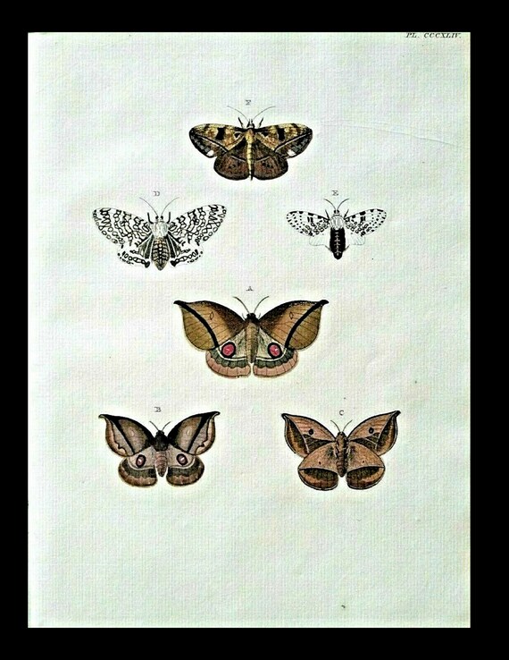 18th Century Butterflies and Moths,Cramer Papillons exotiques hand colored