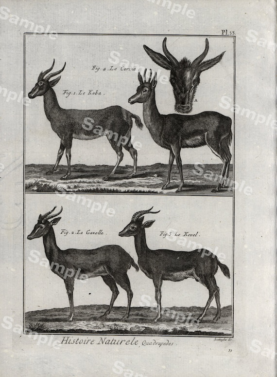 1780 Original Antique Natural History copperplate of Animals Histoire Naturelle Deers Decorative art wall art home decore Buffon