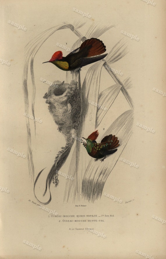 19th Century Rare Original Antique Hand Colored Engraving From Dictionnaire Histoire Naturelle des Oiseaux  Buffon de comte humming birds