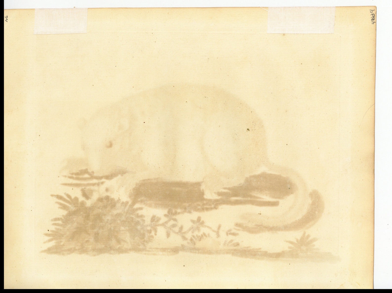 18th Century George Edwards Hand-colored Engraving the Marmotte or ...