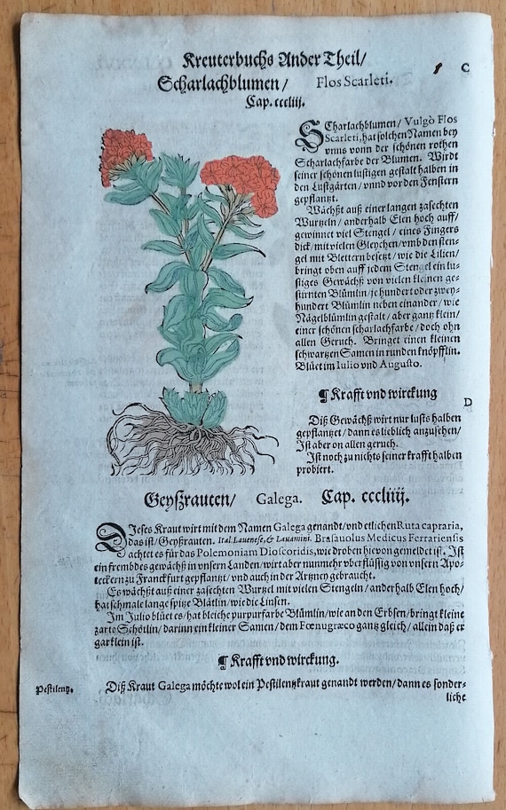 Herbal botanical engraving print from 1580  double sided Dragon Blood Scarlet Flower Lonicer Herbal Beech