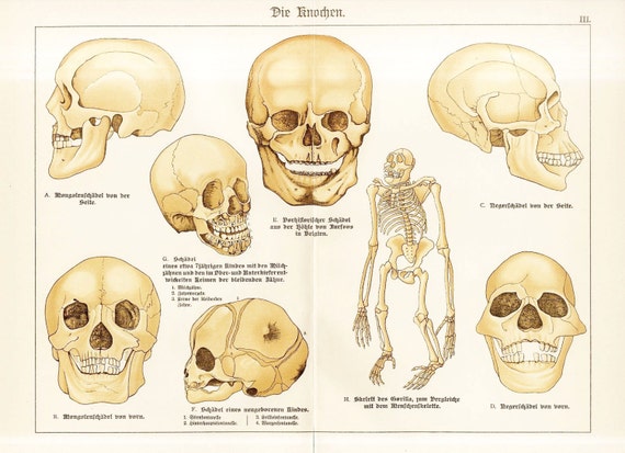 Human physiology Human Heads human skulls human anatomy Original color Lithograph Print 1870 fold out Large Folio Antique print