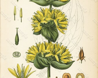 Original Antique  Botanical Print From  From Franz Eugen Kohler's Botanical Atlas  - Gentiana Lutea  L