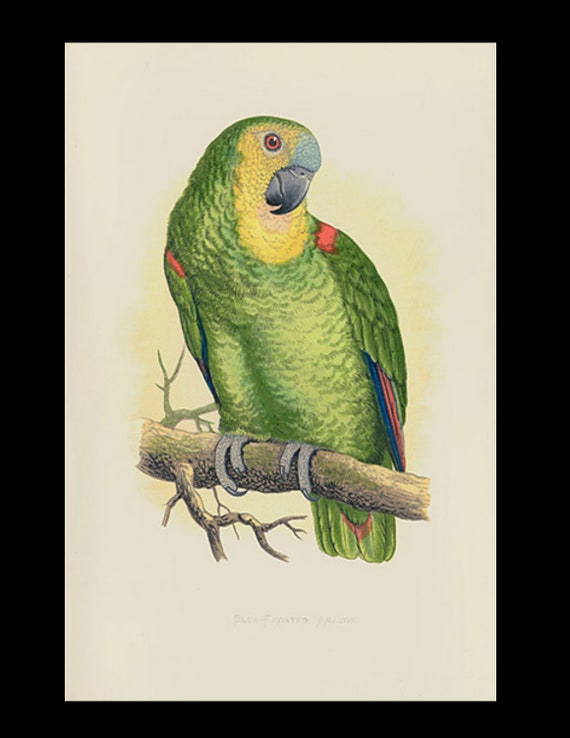 19th century Parrots in Captivity woodblock hand Colored Engravings Blue-Fronted Amazon South America