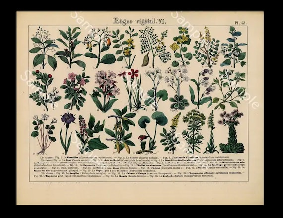 Authentic hand colored Botanical lithograph print Vegetable kingdom