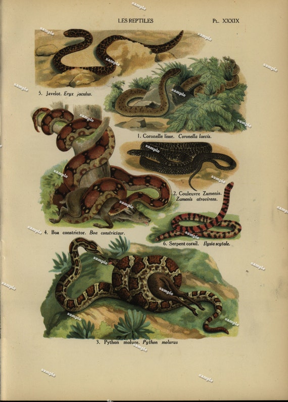 1890 Original Colored lithograph of Reptiles nature print natural history prints art decor home decor wall art snakes