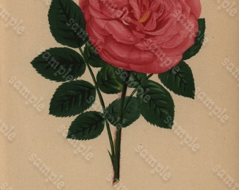 Original Antique Botanical  Hand Colored  Rose  Flower Print Camellia Madame Edouard Ory