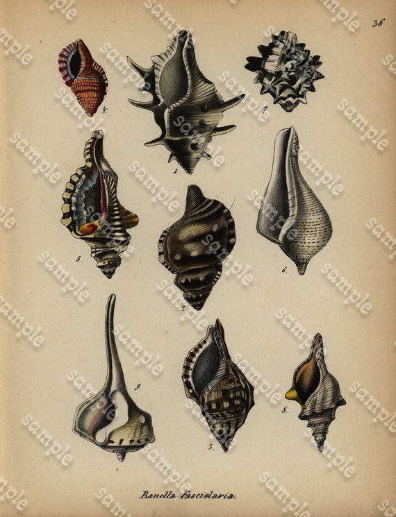 Original Antique Hand colored Lithograph of  Seashells gorgeous