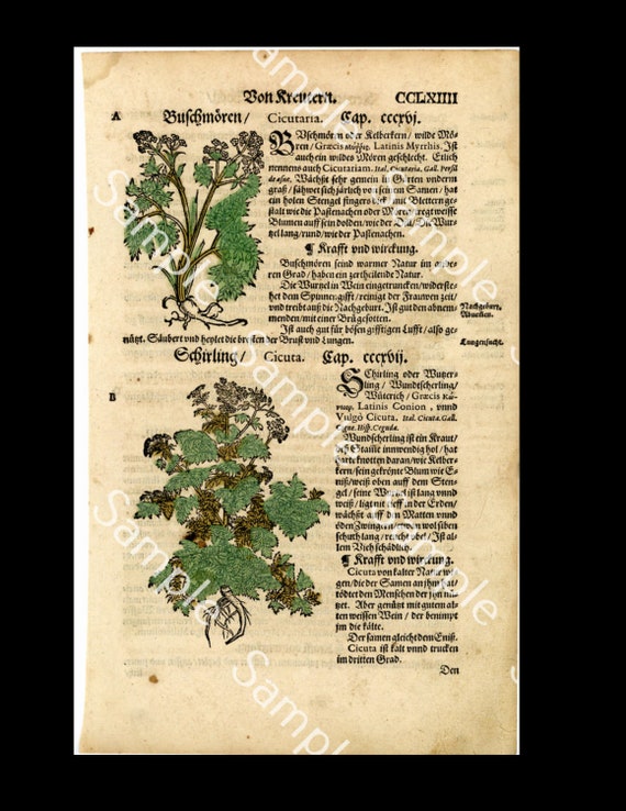 16th century Lonicer Original Leaf Botany Herbs Book Coloured Hemlock