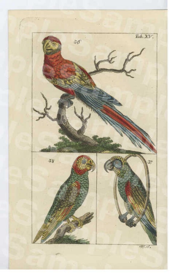 18th Century Hand colored bird vogel copper engraving,decorative art,wall art,home decor,Unterhaltungen aus der Naturgeschichte