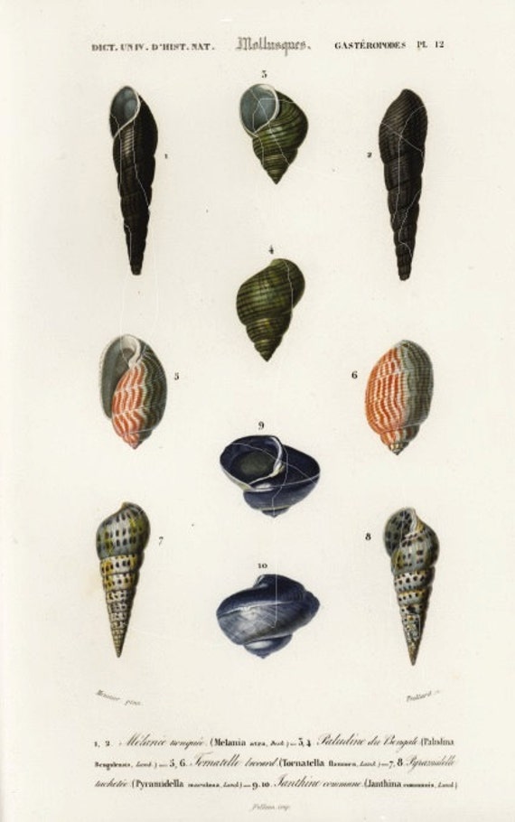 Antique Hand Colored Print Of  Sea Shells - CharlesD’Orbigny - Sea life - Ocean