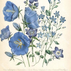 Campanula peregrina Antique Botanical wild Flowers Hand Colored Lithograph print Jane Loudon image 3