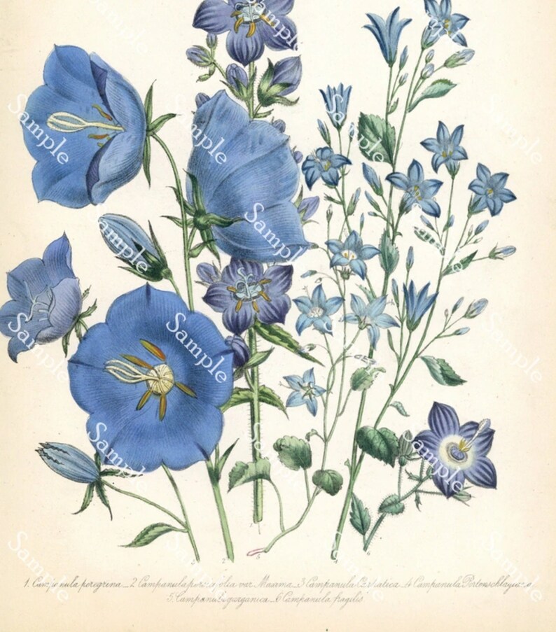 Campanula peregrina Antique Botanical wild Flowers Hand Colored Lithograph print Jane Loudon image 3