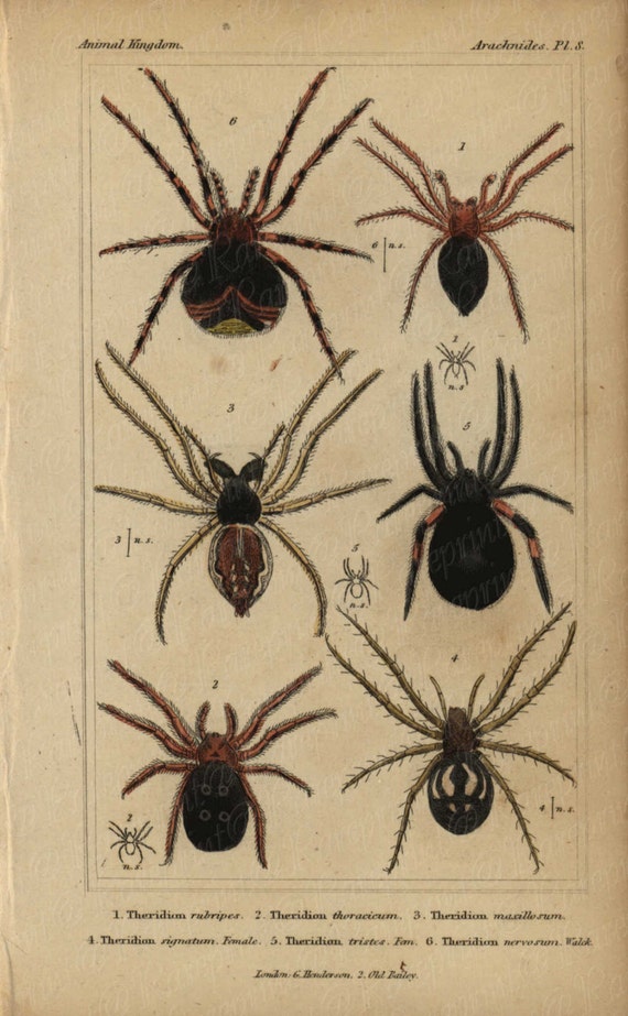 Antique Original Hand colored  Natural History Spider Hand Colored Engraving  Group Of Spiders From Animal Kindom- Gorgeous Vibrant Colors