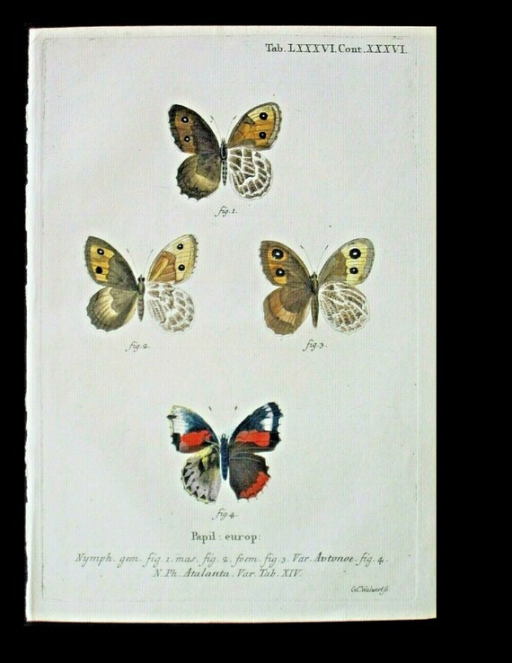 18th Century European Butterfly,Esper,Schmetterlinge,,Atalanta hand colored Engraving