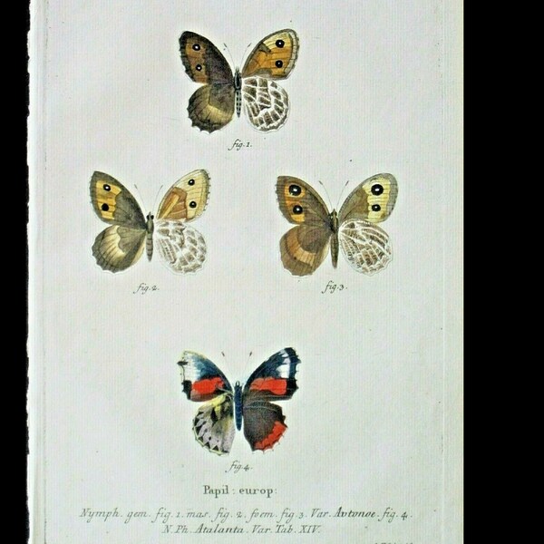 18th Century European Butterfly,Esper,Schmetterlinge,,Atalanta hand colored Engraving