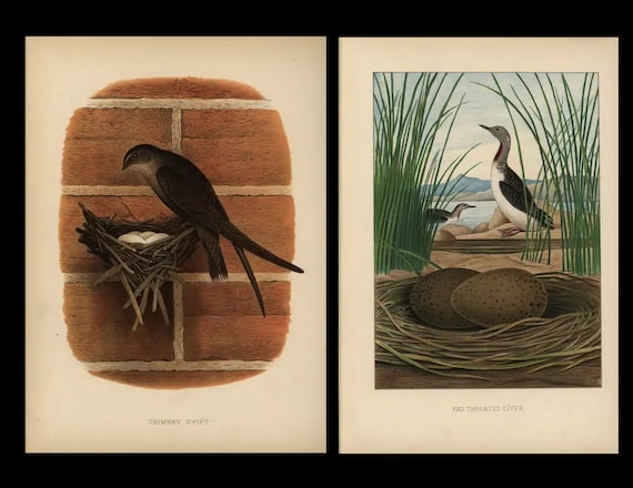 1882 Antique Prints Nest & Eggs of the Birds of United States Chimney Swift and Red throated Diver