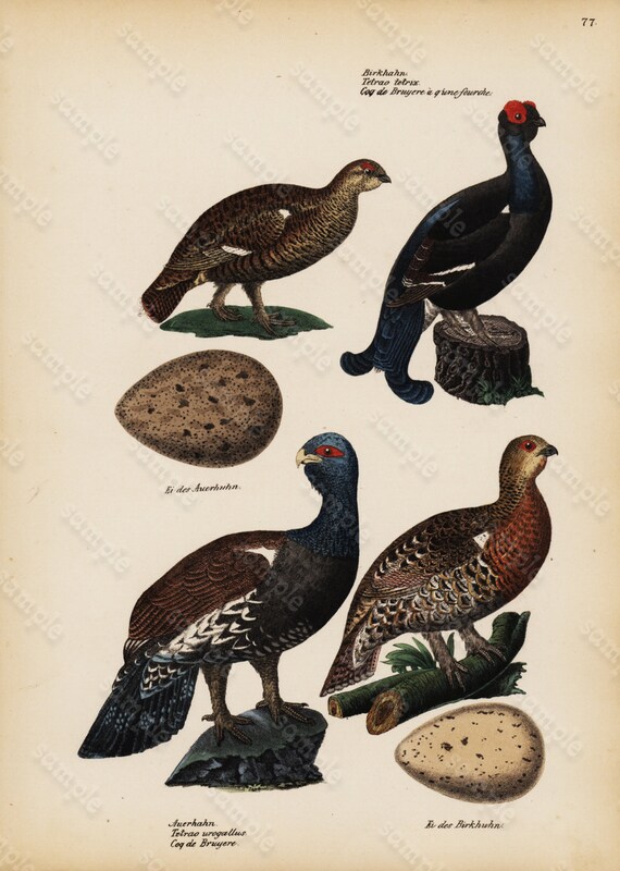 Antique Hand Colored Original Birds  Print (Game Birds and Eggs) from Schinz First Edition 1840 not a recent Hand colored Print.