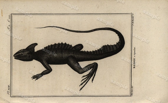 Original Antique Natural History copperplate of Reptiles - Histoire Naturele by the Buffon de comte - 1790 - Bassttic Lizard Black and white