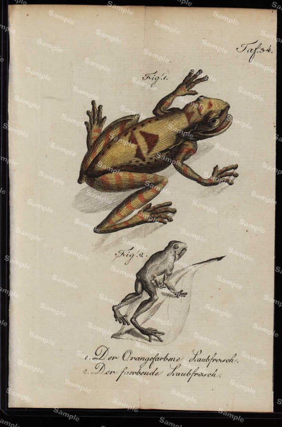 Amphibians hand colored engraving from Natural history of Buffon  dates 1790 Over 200 Years  (Fold out print)