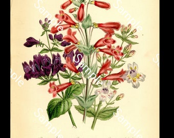 Antique wild flowers Penstemon circa 1840's Jane Loudon Hand-Colored Lithograph print