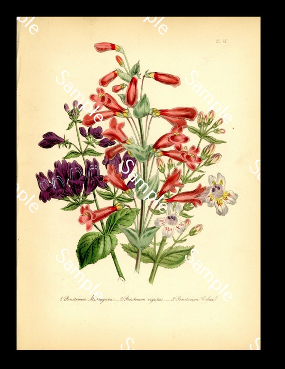 Antique wild flowers Penstemon circa 1840's Jane Loudon Hand-Colored Lithograph print