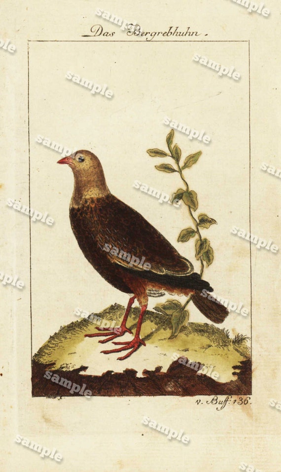 Antique Natural History Hand Colored Engraving of Bird   Very Rare - Original  over 200 Years old - Das Bergrebhuhn- The mountain partridge