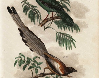 Antique Hand Colored Original Bird Print -  Cissa Thalassina - Dendrocittu Vagabunda  - 1860