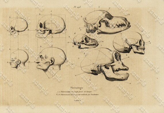 Antique Original Engraving  Human physiology Human Heads -   Human Anatomy -  Human Skulls