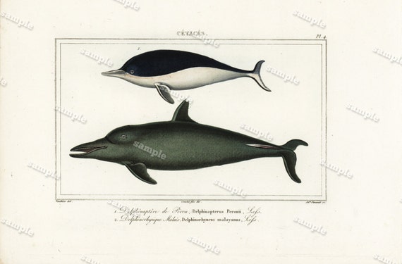 Original Antique Hand Colored Fish Engraving - Dolphins - Wall art- art decor - decorative art