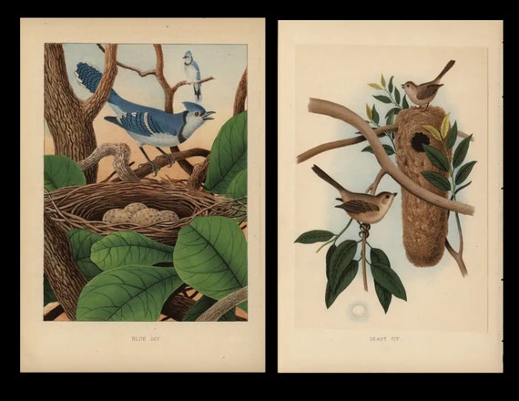 1882 Antique Prints Nest & Eggs of the Birds of United States Blue Jay and least Tit