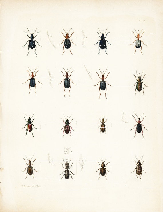 OriginalAntique Natural History Hand Colored lebia viridis  New York Encyolopedia 1840's Beetles
