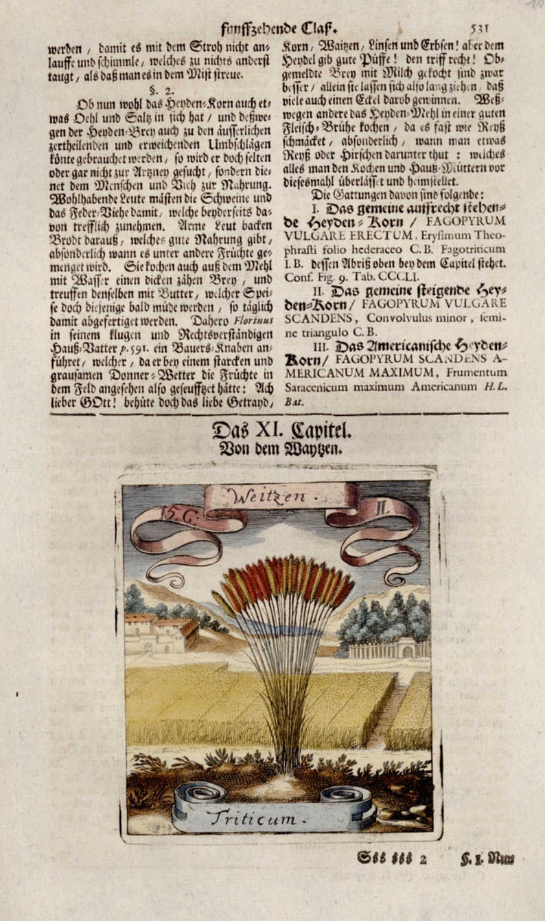 Michael Bernhard Valentini Botanical floral manuscript hand colored engraving o dates 1700/'s