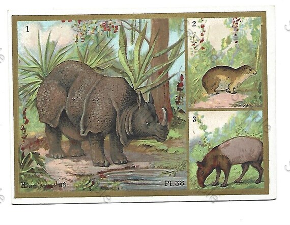 Rare  Victorian Trade card Animals Rhino