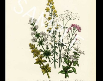 Botanical original antique  cica 1859 Jane Loudon various wild flowers