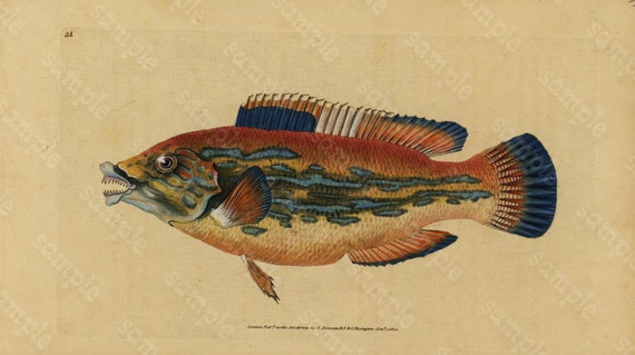 Original Antique Natural History Fish engraving Edwards DONAVON Natural history