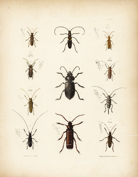 Original Antique Natural History Hand Colored Beetles and  Insects New York Encyolopedia 1840's