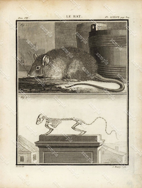 Rat's   Anatomy Original Antique Natural History copperplate - Histoire Naturele by the Buffon de comte - 1754 FIRST EDITION