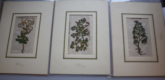 Lot of three woodcuts botanical prints from 16th Century matted all water colored