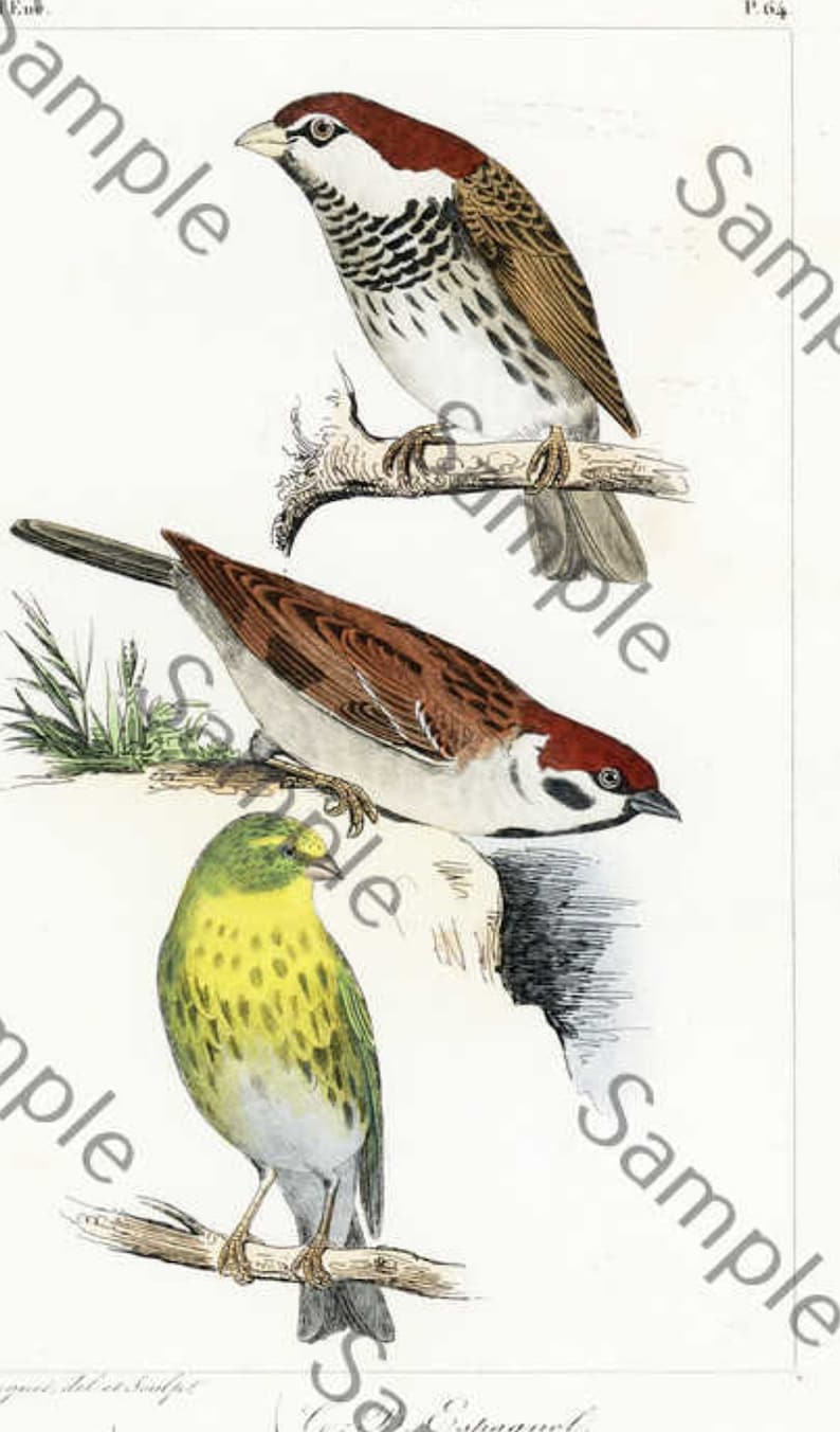 LEMAIRE 19th Century Birds Ornithology hand colored pint circa 1860 original and rare