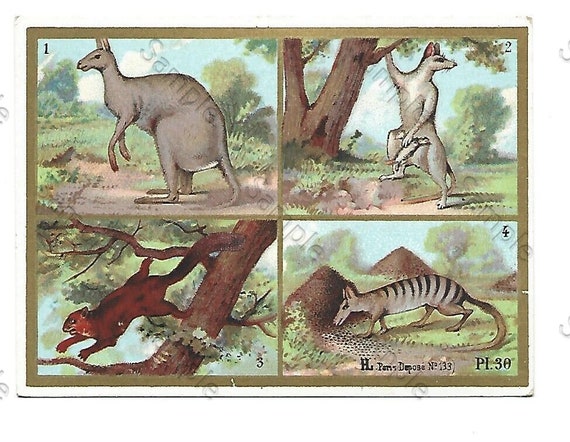 Rare  Victorian Trade card animals Kangaroo