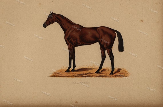 1890 0riginal Antique Natural History Chromolithograph of a horse Archiduc Animal Print-  Nature print  Very Rare