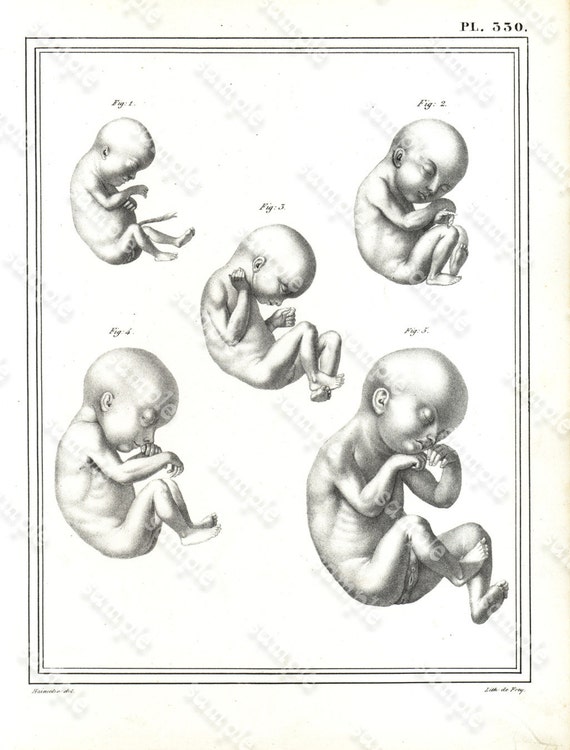 Antique Original Engraving  Human physiology Internal Organs -   Human Anatomy -  Baby Emroys