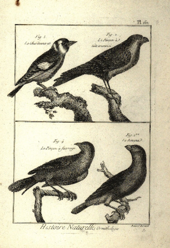 Original Antique Birds  engraving from Encyclopedie Methodique -Lamarck  1782 - Various birds