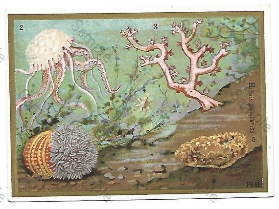 Rare  Victorian Trade card Animals VARIOUS sealife