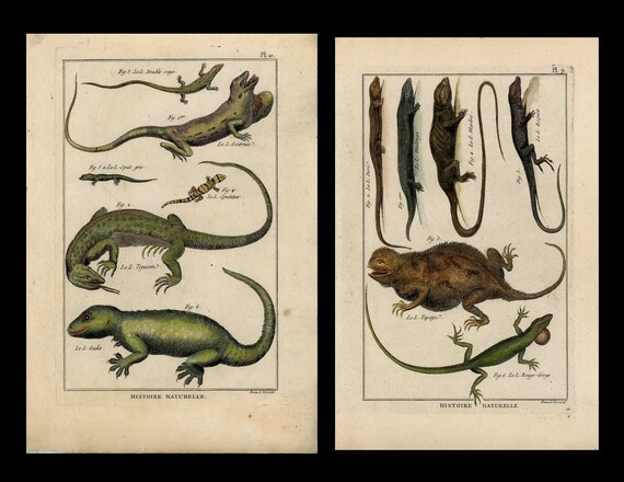 Original Antique Various  Lizards and reptiles from Encyclopedia Methodique, Paris 1788, hand colored copper plates 2 prints