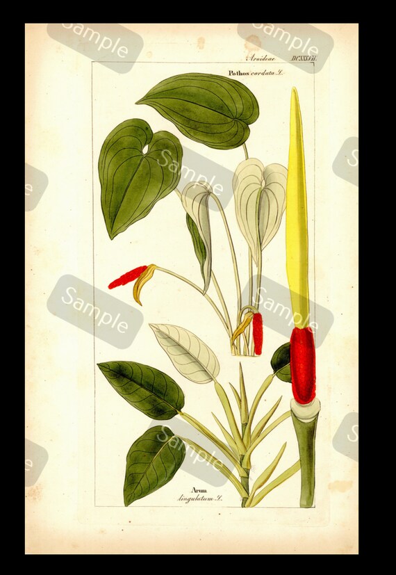 Large Folio Antique hand colored Botanical print Potus Arum